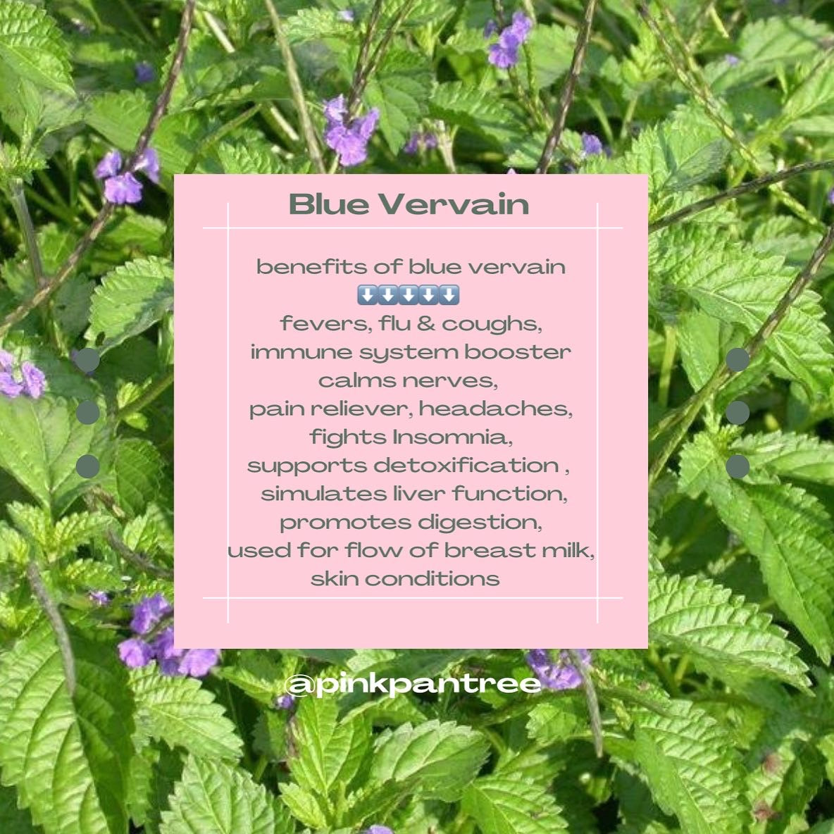 PP🌱 Ultimate Detoxification Bundle