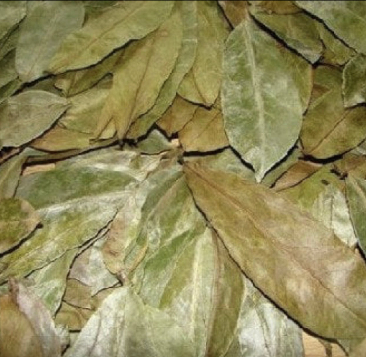 Organic Soursop Leaves