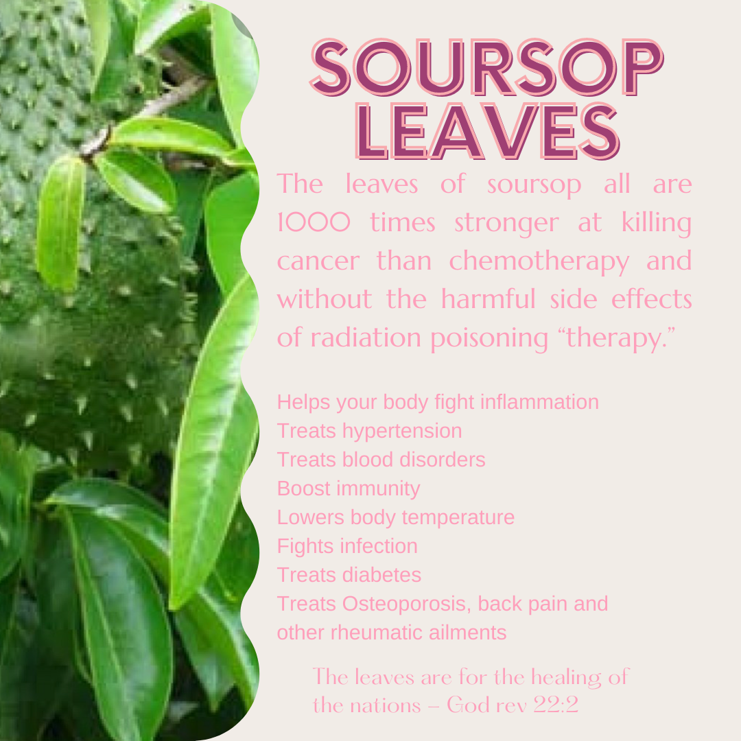 Organic Soursop Leaves