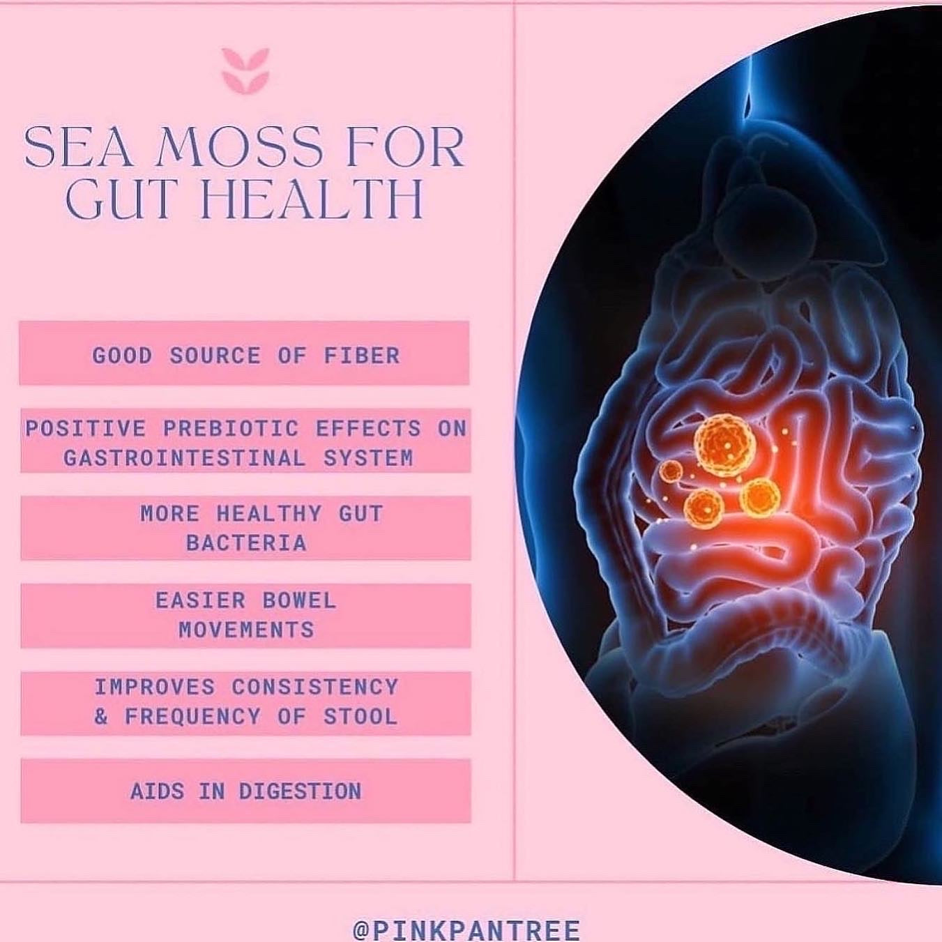 PP🌱 Ultimate Detoxification Bundle