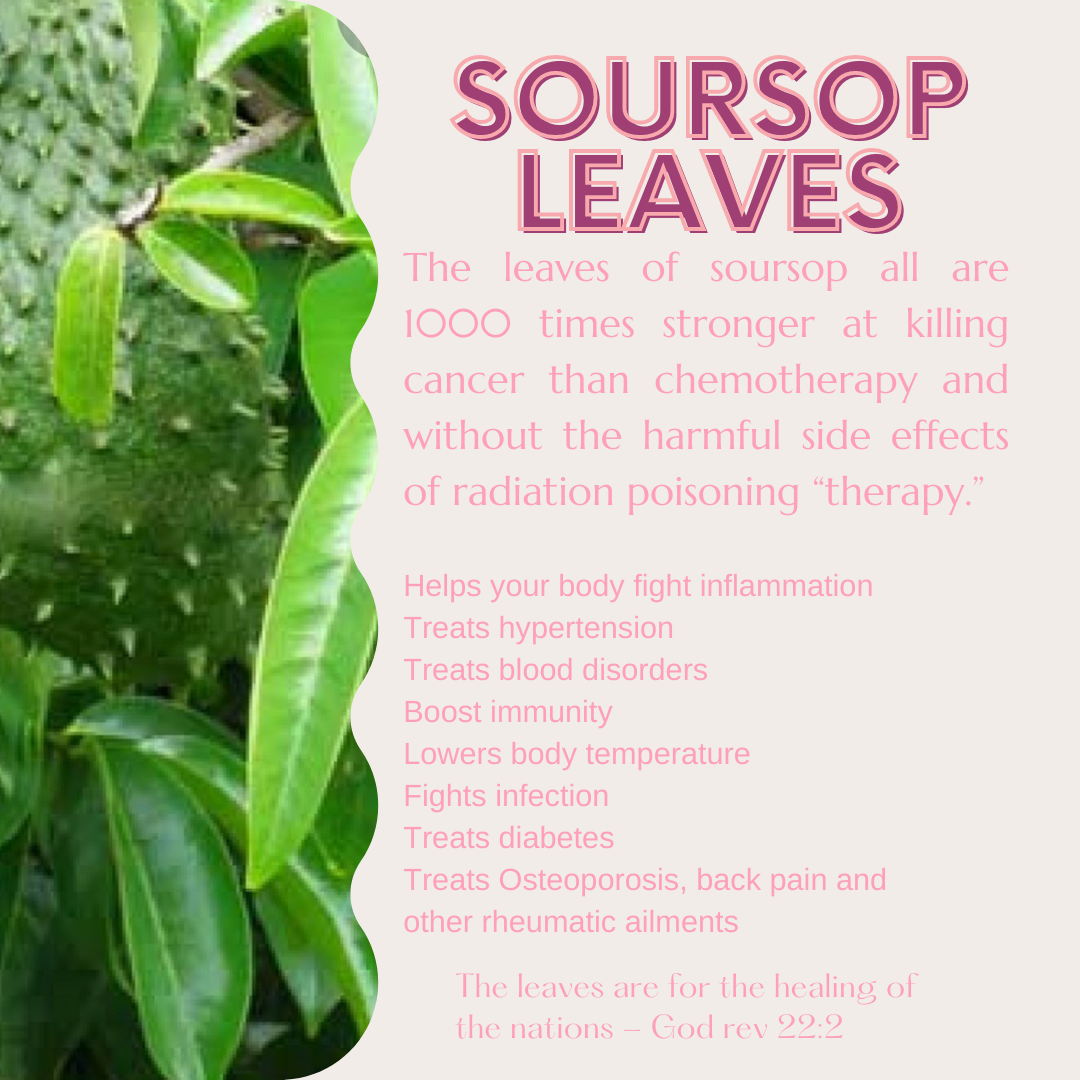 Organic Soursop Leaves (Annona Muricata -Graviola)